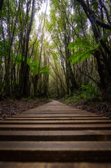 The photo shows forest with wooden walking path in Egmont National park, New Zealand.