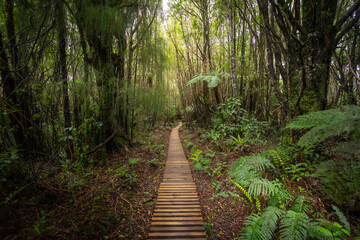 The photo shows forest with wooden walking path in Egmont National park, New Zealand.