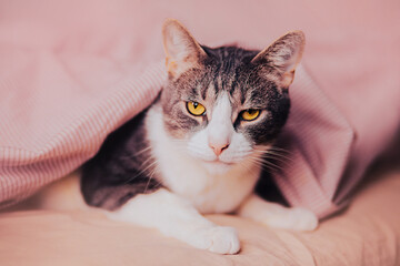 Portrait of a cute tabby domestic cat with yellow eyes lying on a soft bed and covered with a pink blanket. Home comfort and comfortable rest.