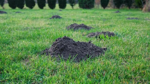 Garden Grass Lawn Destroyed by Mole Building Molehills