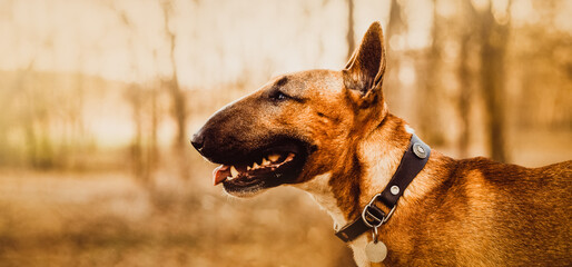 Portrait of a happy ginger bull terrier in a black collar on a sunny warm autumn day. A joyful dog on a walk in the park.  - obrazy, fototapety, plakaty