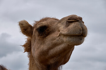 Detail of the head of a dromedary,