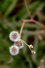 Wishes Carried by the Wind