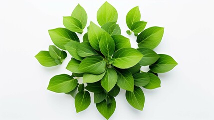 Green leaves in the center little realism photo white background