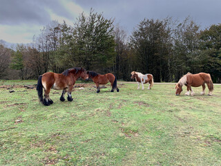 semi-wild horses grazing in a forest clearing