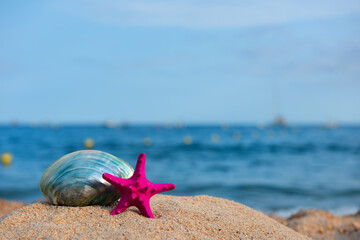Shell and star fish at the beach