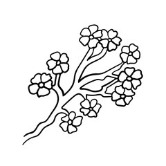 Sakura branch in bloom with flowers isolated on white. Black line drawing sketch in doodle style. Vector picture for spring or japanese tradition illustration, decorative and natural design, print.