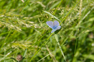 Common blue (Polyommatus icarus) Butterfly with open wings sitting on a blade of grass in Zurich, SwitzerlandP1670252-SharpenAI-FocusAP