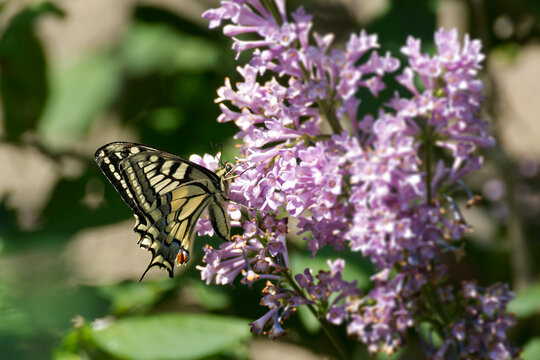 Old World Swallowtail or common yellow swallowtail (Papilio machaon) sitting on pink lilac in Zurich, Switzerland