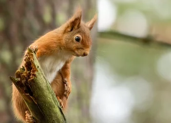 Poster de jardin Écureuil Cute little scottish red squirrel in the woodland  © Sarah