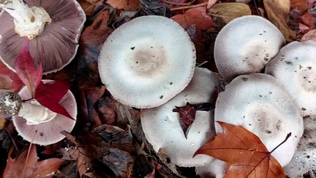 Agaricus xanthodermus. Mushrooms and mushrooms clustered on the forest floor.