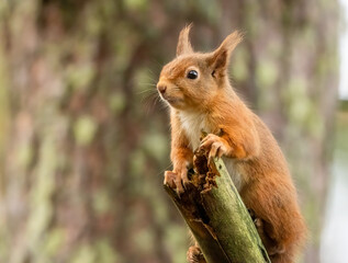 Cute little scottish red squirrel in the woodland