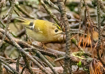Goldcrest, tiny woodland bird amongst branches