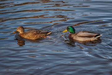 Common Mallard, male and female. mallard duck Anas platyrhynchos - a species of large water bird from the Anatidae family. It is the most common and most widespread species of duck. close-up photograp