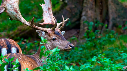 deer in the forest