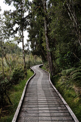 path in the woods in NEw Zealand