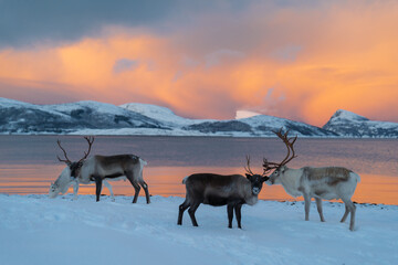 Reindeer in Northern Norway in winter with beautiful and colourful background . High quality photo - 680682467
