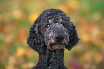 The portrait of a serious black Standard Poodle dog posing outdoors in autumn