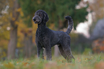 Cute black Standard Poodle dog posing outdoors standing on a green grass with fallen leaves in autumn