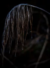 Fotobehang beautiful frozen plant in the woods © yvet