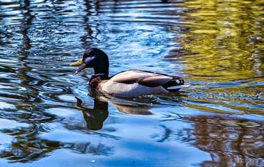 duck on the water