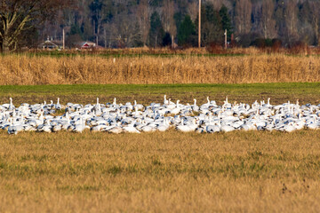 Beautiful Snow Geese in Skagit Valley, Washington State