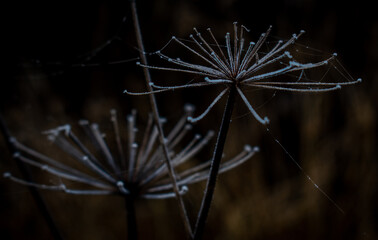 ice on a plant with a web.