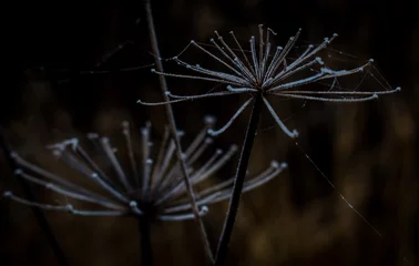 Foto auf Acrylglas ice on a plant with a web. © yvet