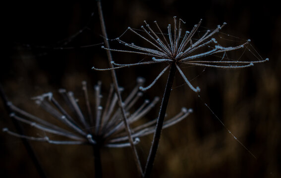 ice on a plant with a web.