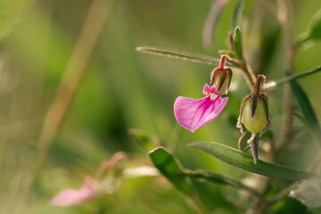 Spade flower Macro