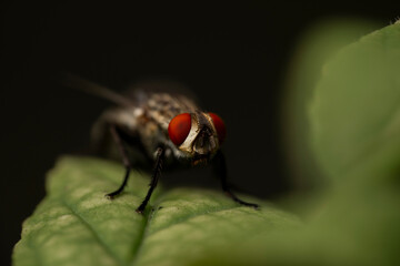 House fly in a leaf