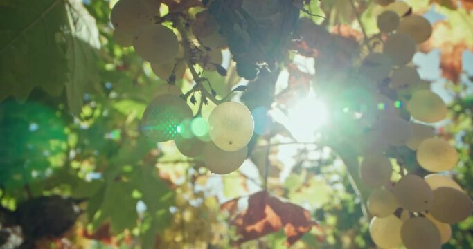 A close-up of the sun's rays breaking through a bunch of grapes growing on a bush. Fresh organic fruit grown by a farmer on agricultural vineyards. High quality 4k footage