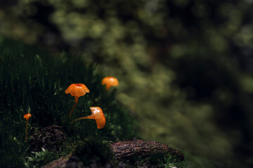 Mushroom in forest