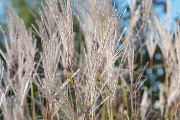 Fototapeta premium White miscanthus grass on a sunny day.