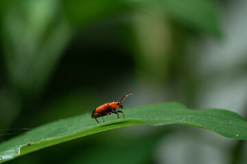bug on leaf
