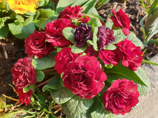 A primula bush with scarlet fluffy flowers blooms on a sunny spring day.