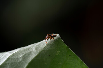 Spider on a leaf 