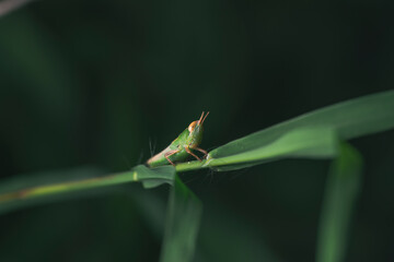 grasshopper on a leaf