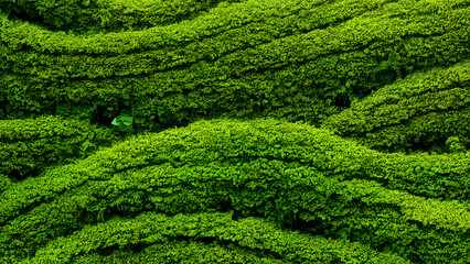 Wall of Lush Green Foliage, Hedge, Background, Texture