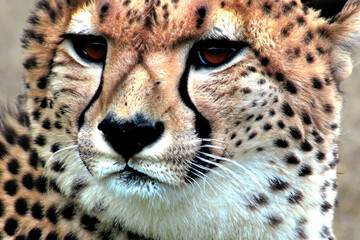 Cheetah. Cheetah portrait. Cheetah in the savanna. International Cheetah Day. December 4, 2023....