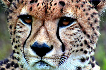 Cheetah. Cheetah portrait. Cheetah in the savanna. International Cheetah Day. December 4, 2023. African savanna waiting for the Namibian dam. Wild animal.