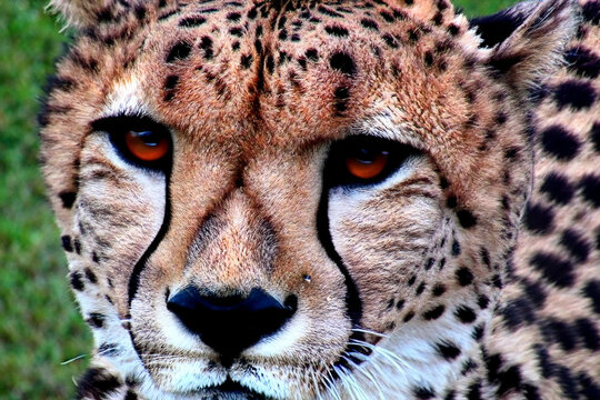 Cheetah. Cheetah portrait. Cheetah in the savanna. International Cheetah Day. December 4, 2023. African savanna waiting for the Namibian dam. Wild animal.