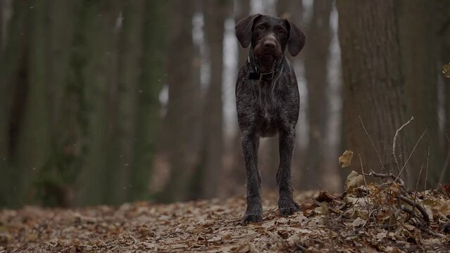 Hunting dog of the German breed Drathaar in autumn in the forest. High quality 4k footage