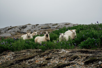 Islandzkie owce