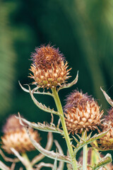 Artichoke Thistle (Cynara cardunculus) is perennial plant native to Mediterranean region