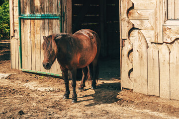 Cute little brown shetland pony horse with long hair at the stable door