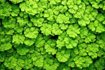 Wall of Lush Green Foliage, Hedge, Background, Texture