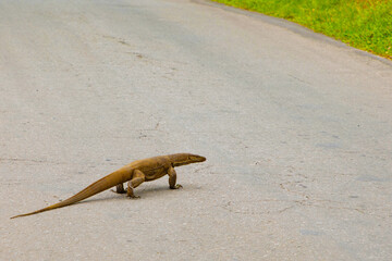 Monitor lizard (Varanus), Sri Lanka, Yala National Park.