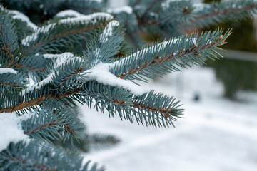 Naklejka na ściany i meble A winter scene of a large bushy blue spruce tree or Christmas tree covered with fresh white snow. The ground is covered with snow. The needles on the tree are firm and teal in color. 