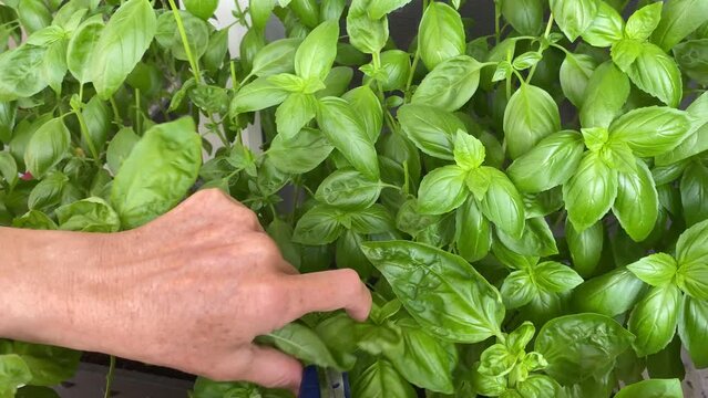 Person is harvesting basil leaves using scissors, selective focus. Hands and herbal plants